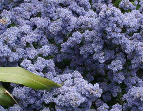 Ceanothus Puget Blue